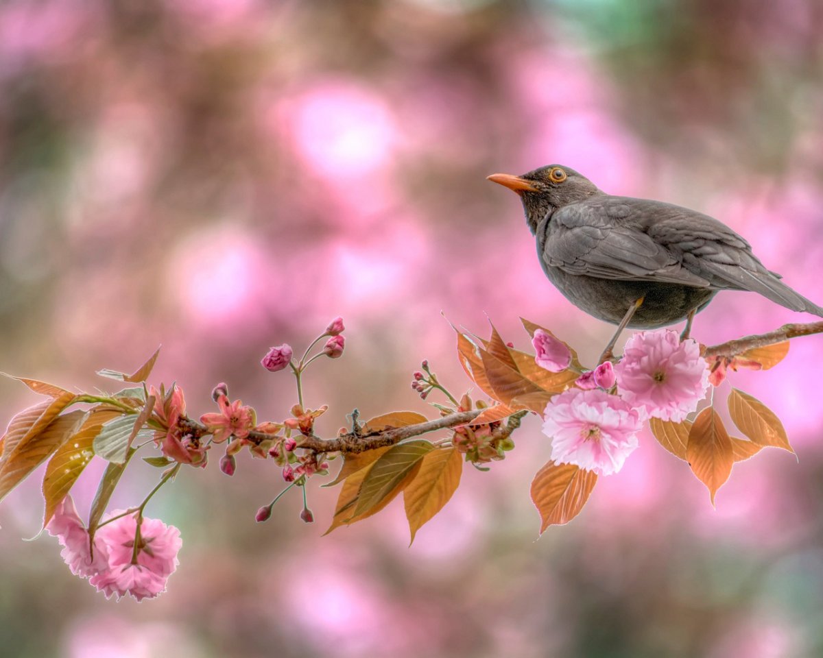 Птицы поют весной
