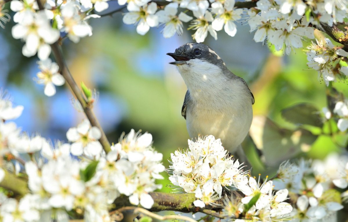 Весна птицы