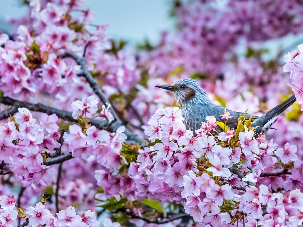 Птичка на Сакуре