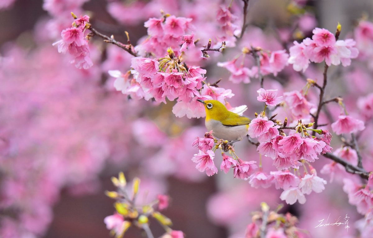 Птицы весной