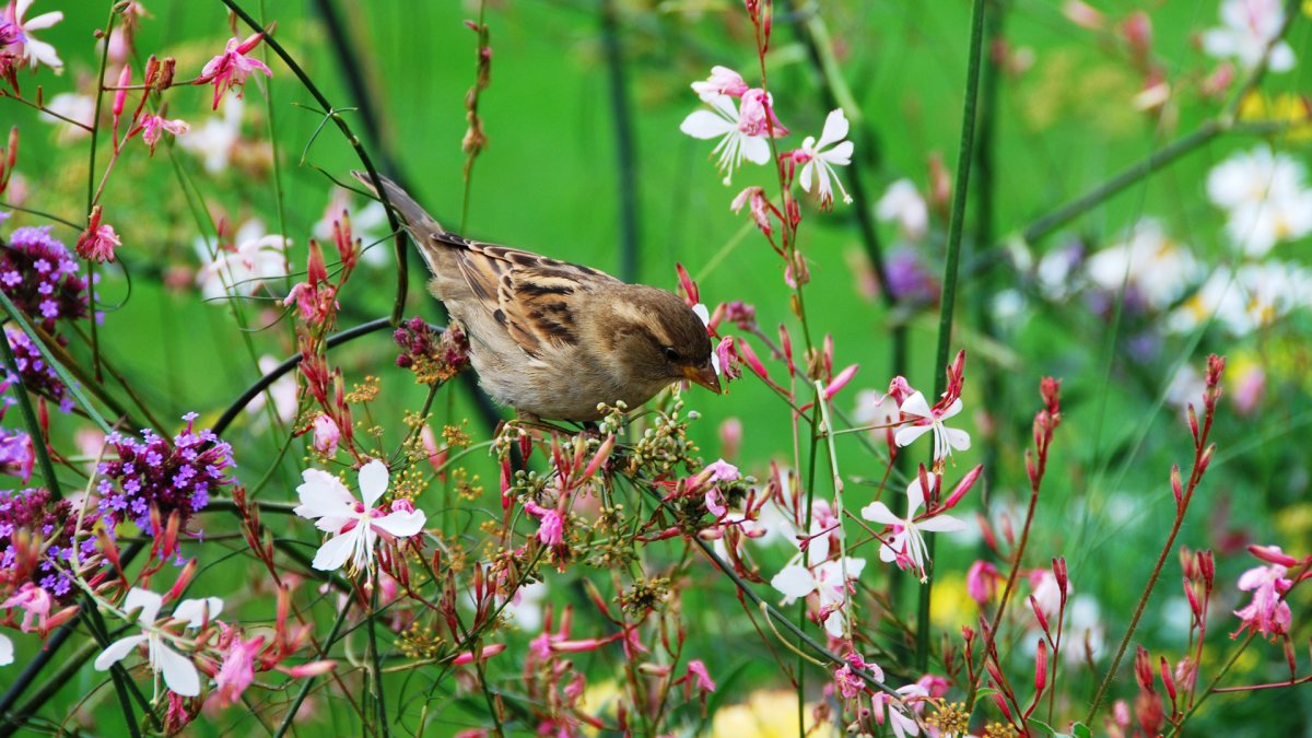 Лето птички