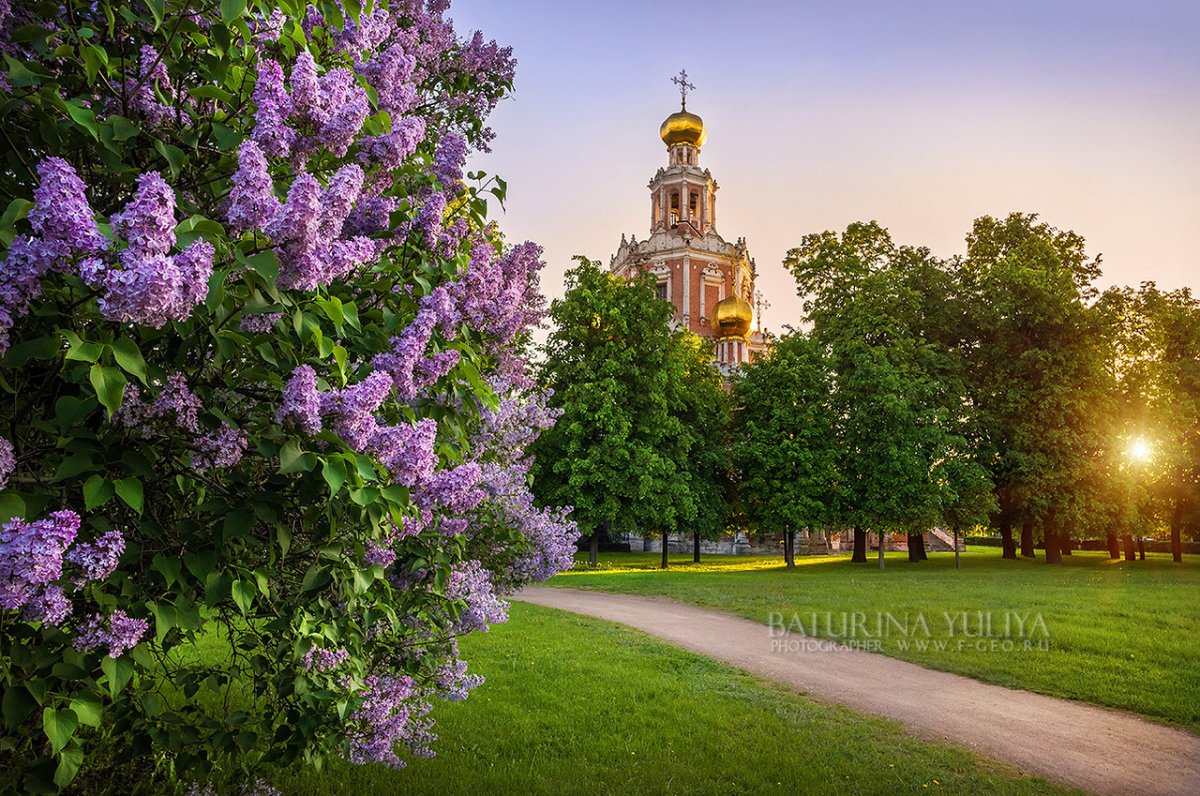 Смоленск собор сирень