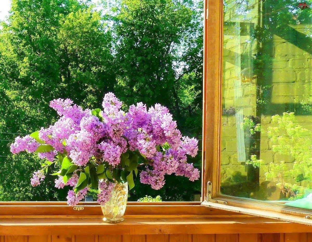 Цветы на окне