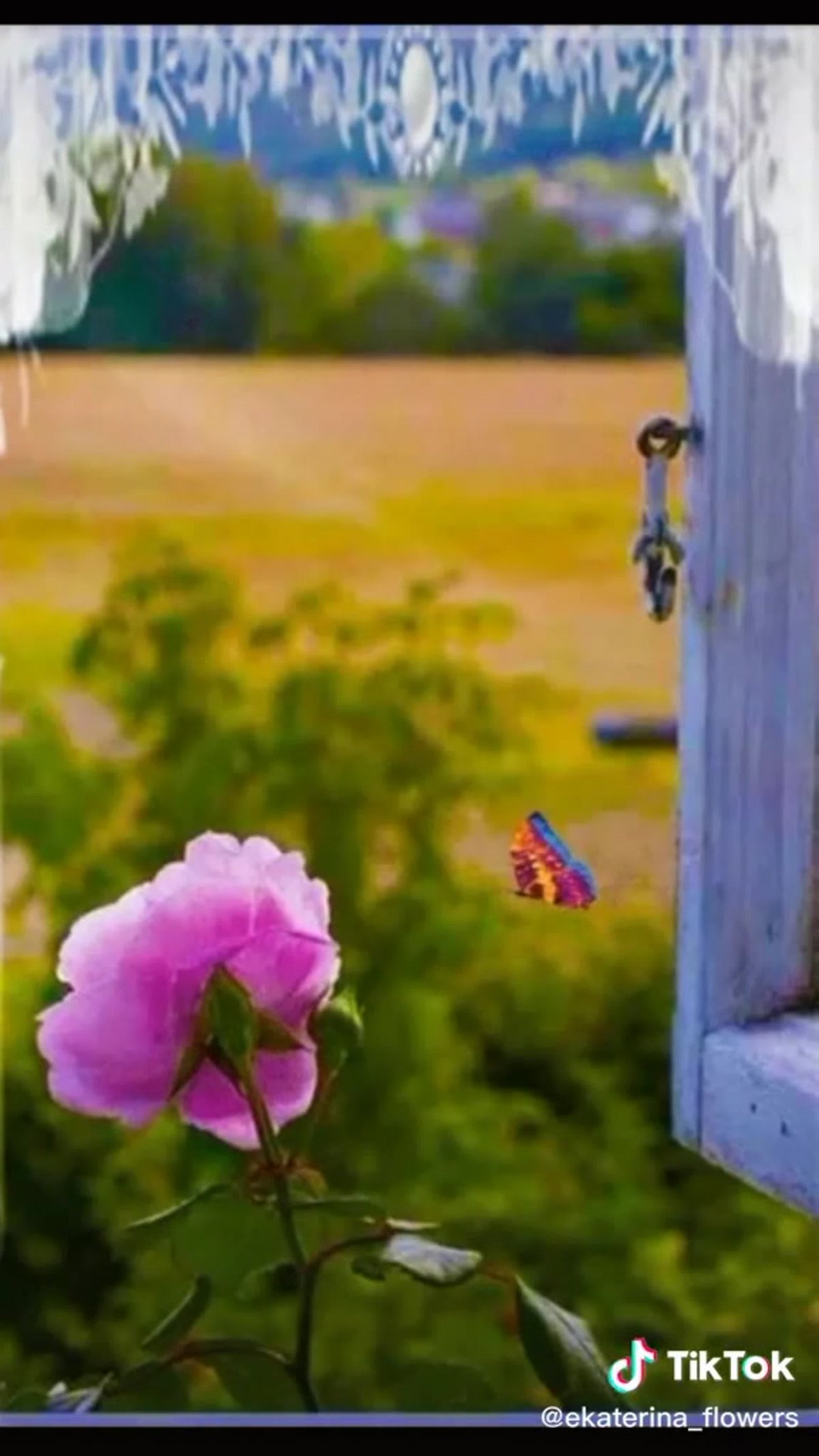 Летние цветы на окне