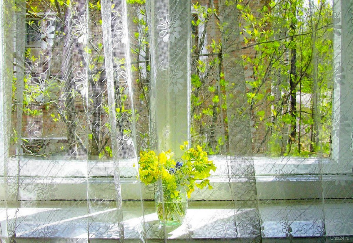 Нарциссы на окне