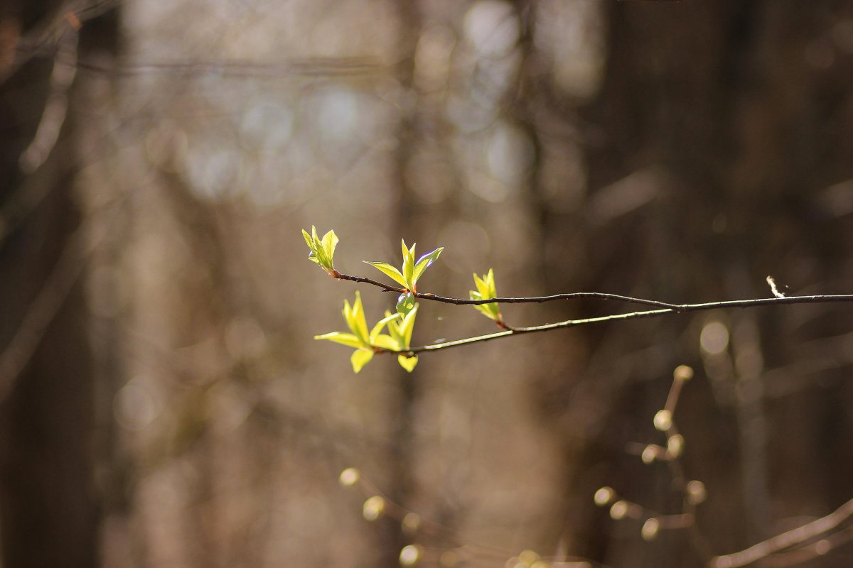 Утро Весна за окном