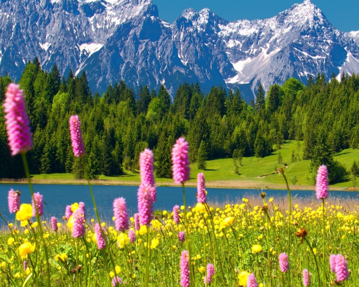 Горы река цветы