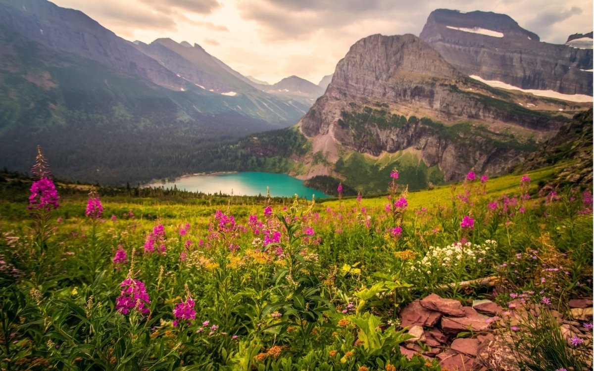 Альпийские Луга новая Зеландия