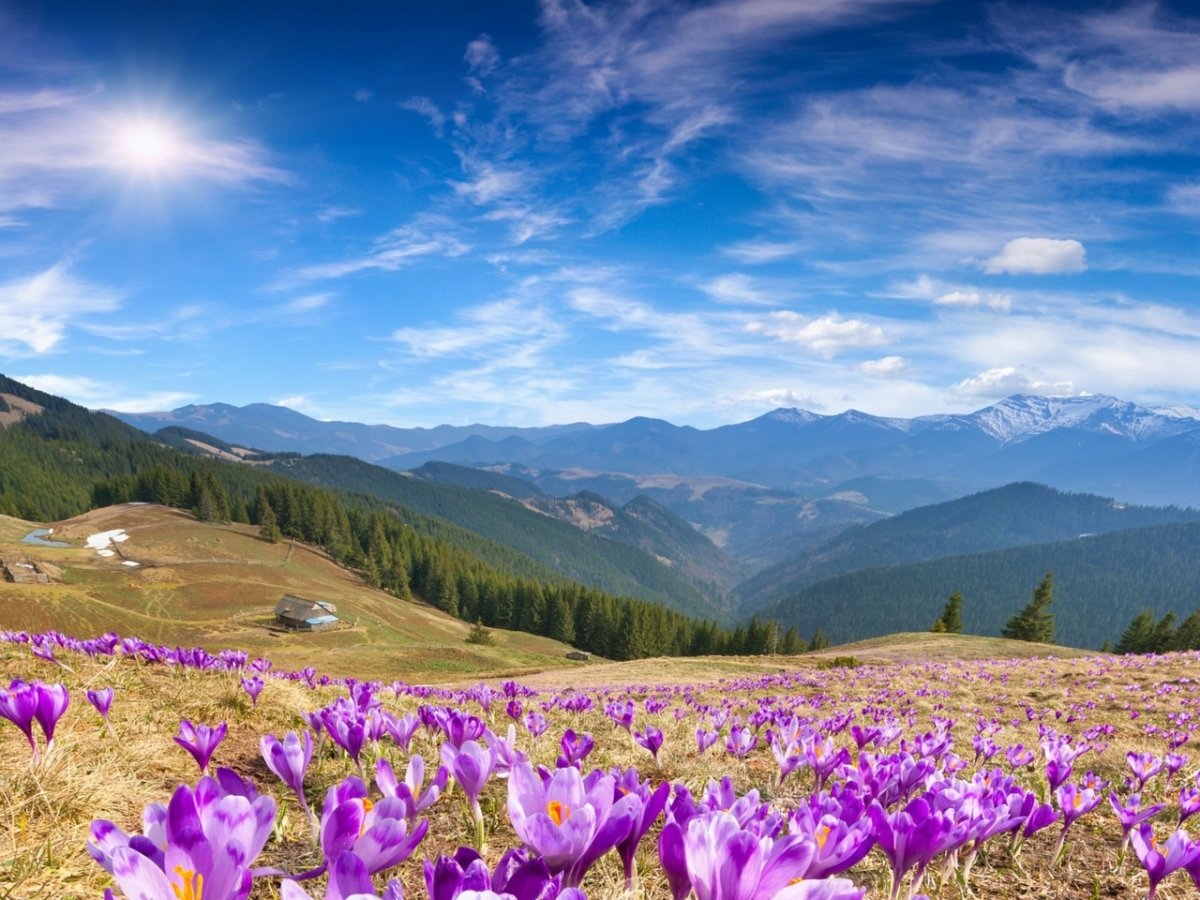 Альпийские Луга кавказских гор цветут крокусы