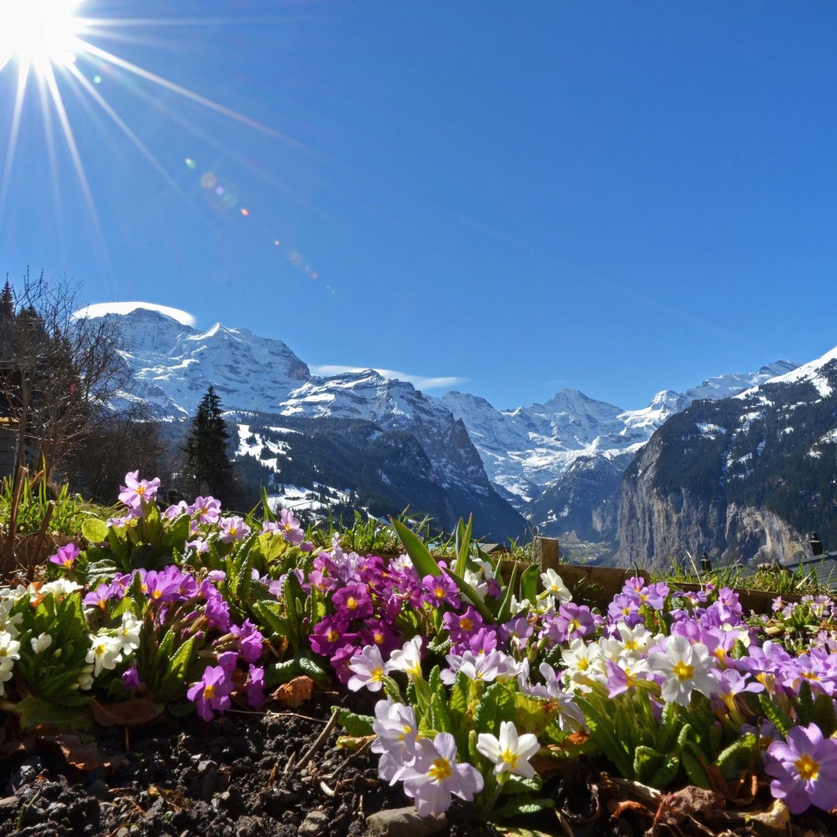 Альпийские Луга Альпы