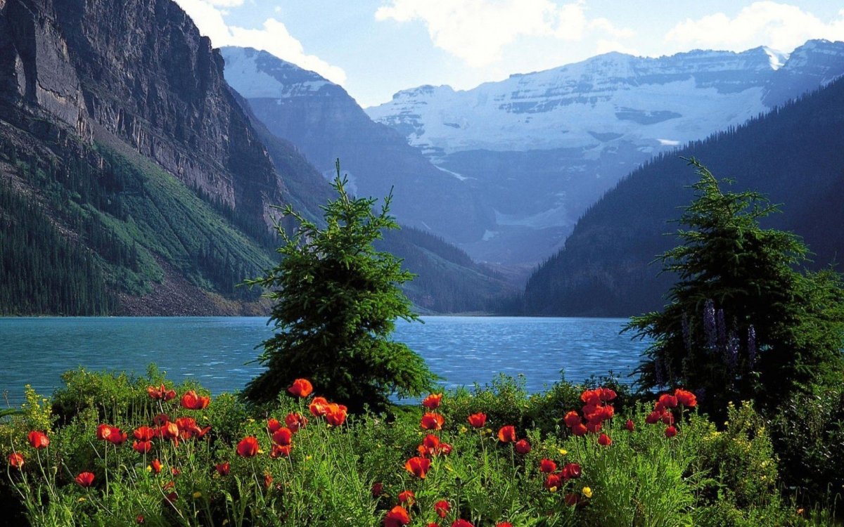 Цветы Канады Банф