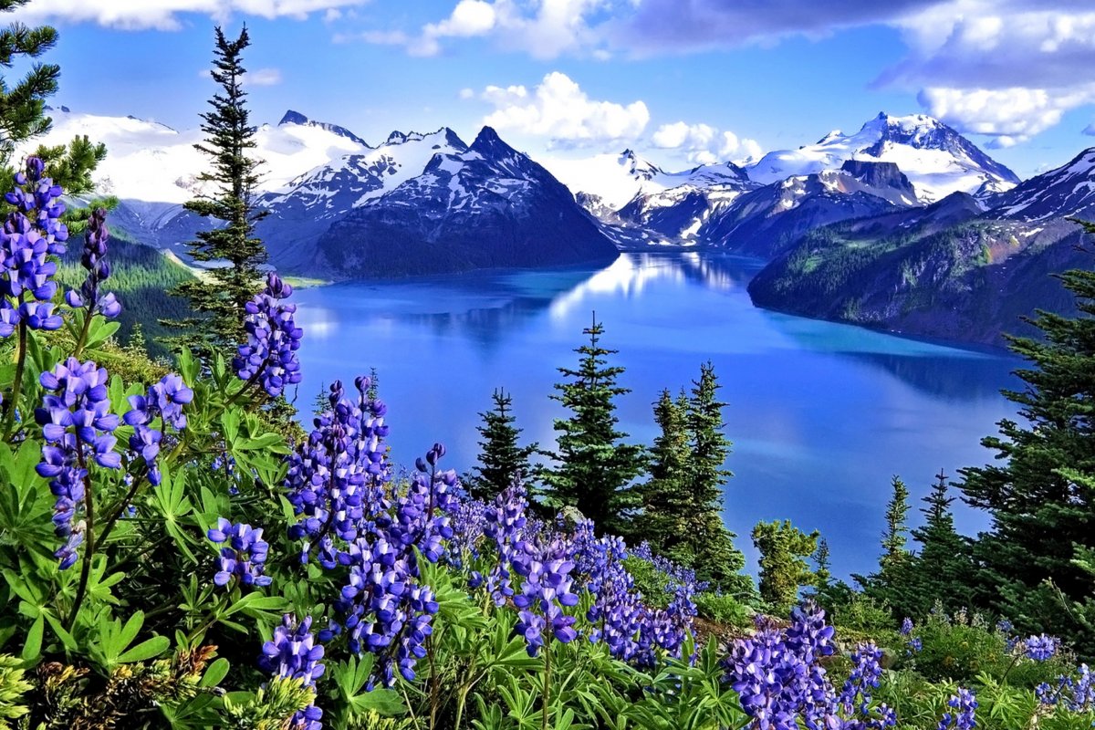 Долина люпинов остров Южный новая Зеландия