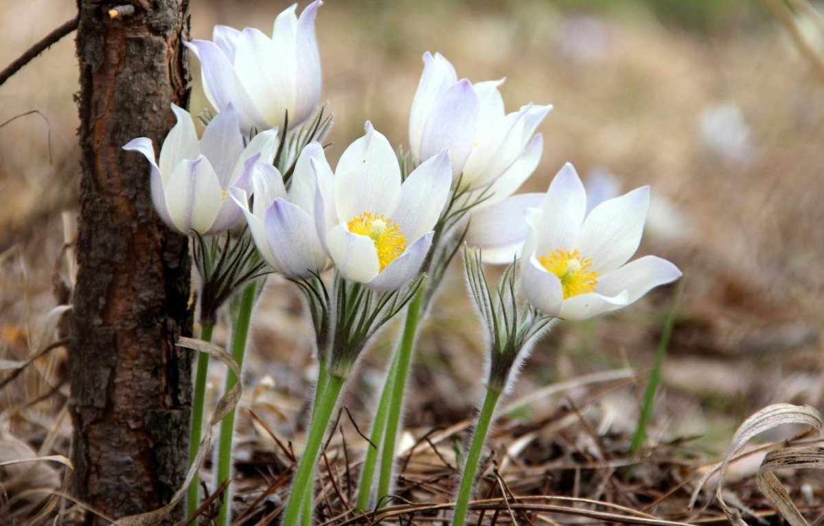 Цветы подснежники