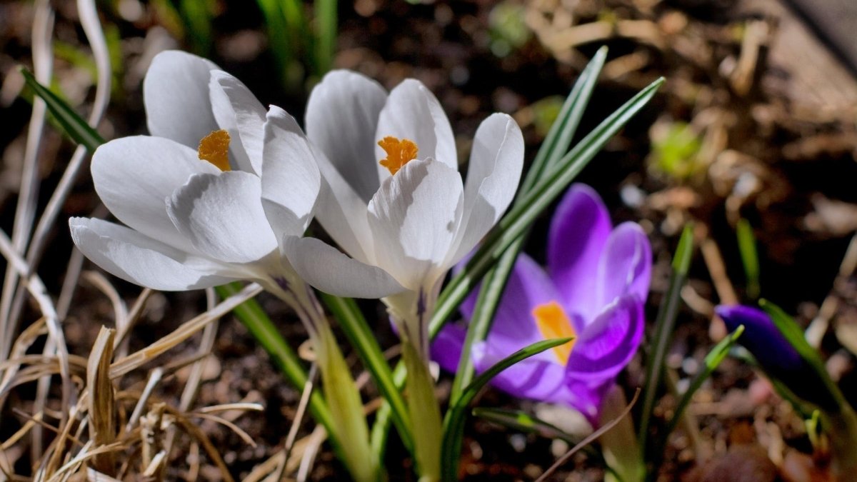 Первоцветы крокусы