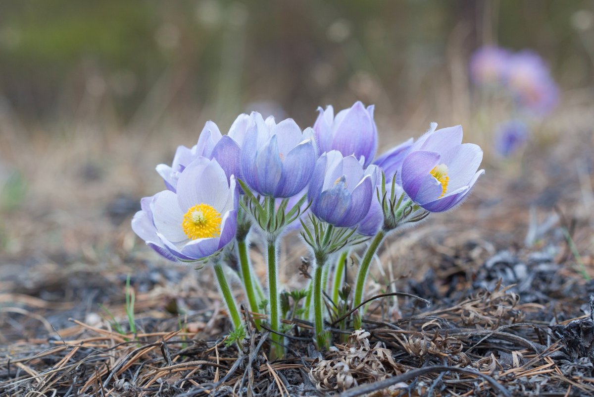 Первоцветы Забайкальского края
