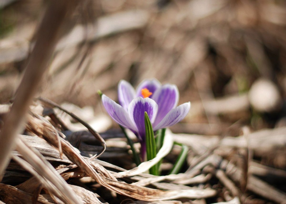 Первые весенние цветочки