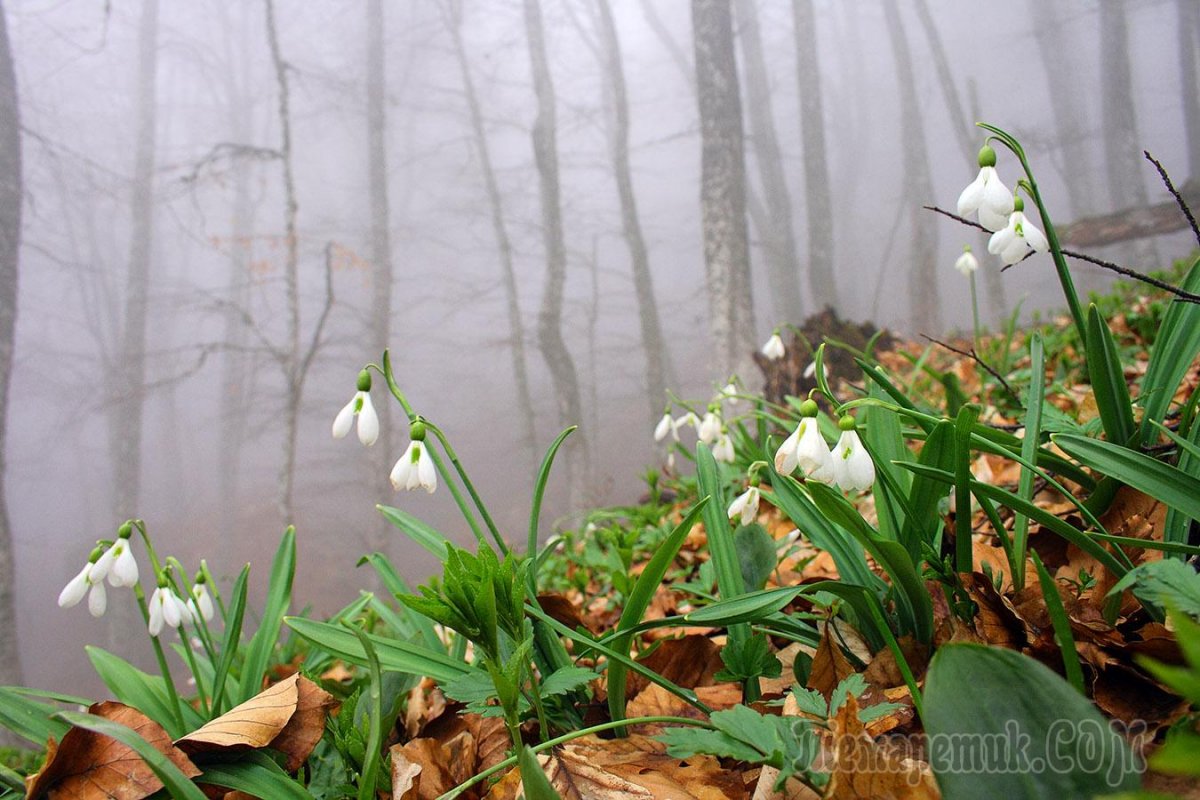 Весна подснежники в лесу