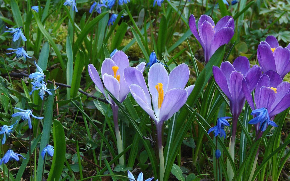 Луковичные полевые весенние цветы