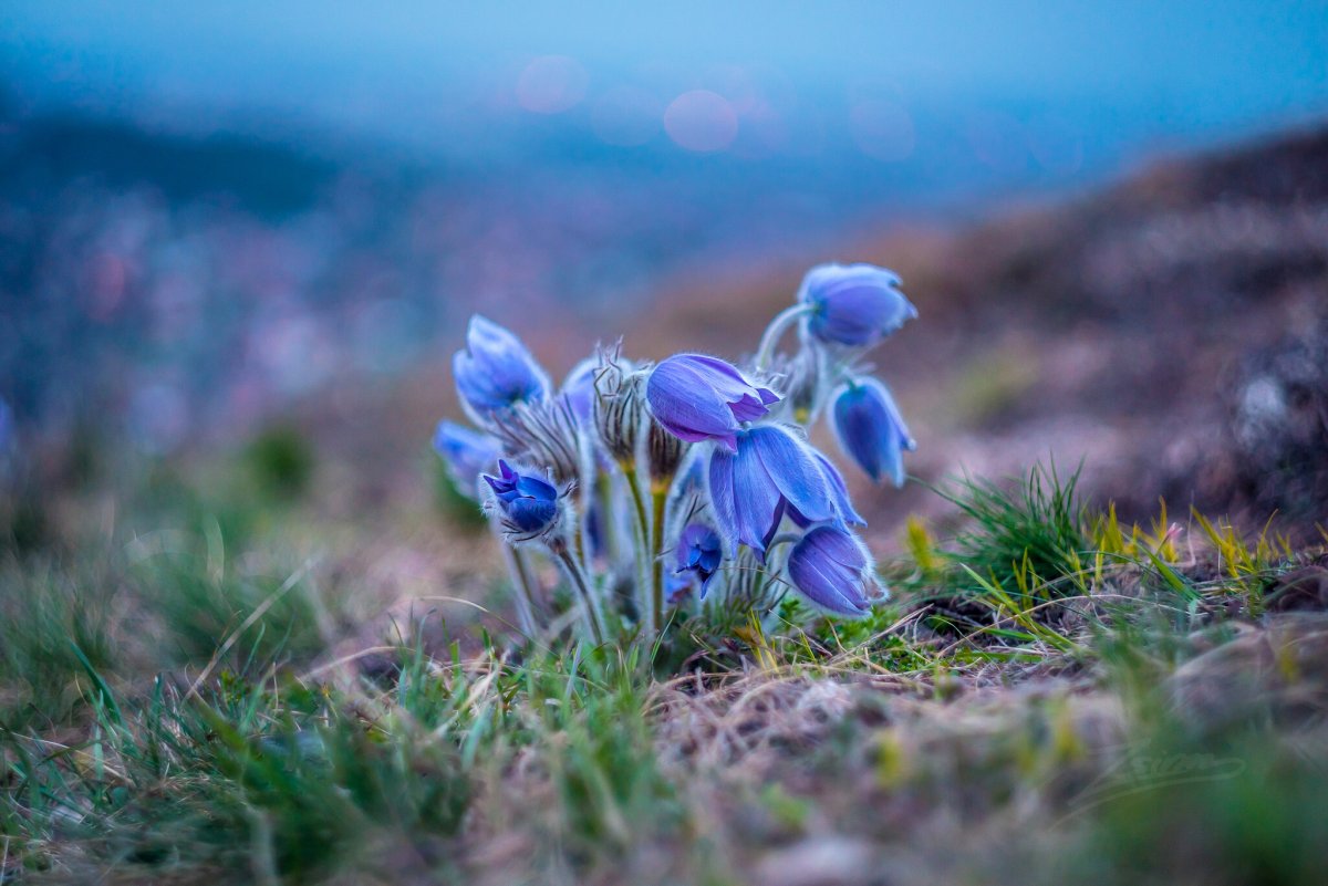 Макросъемка природа