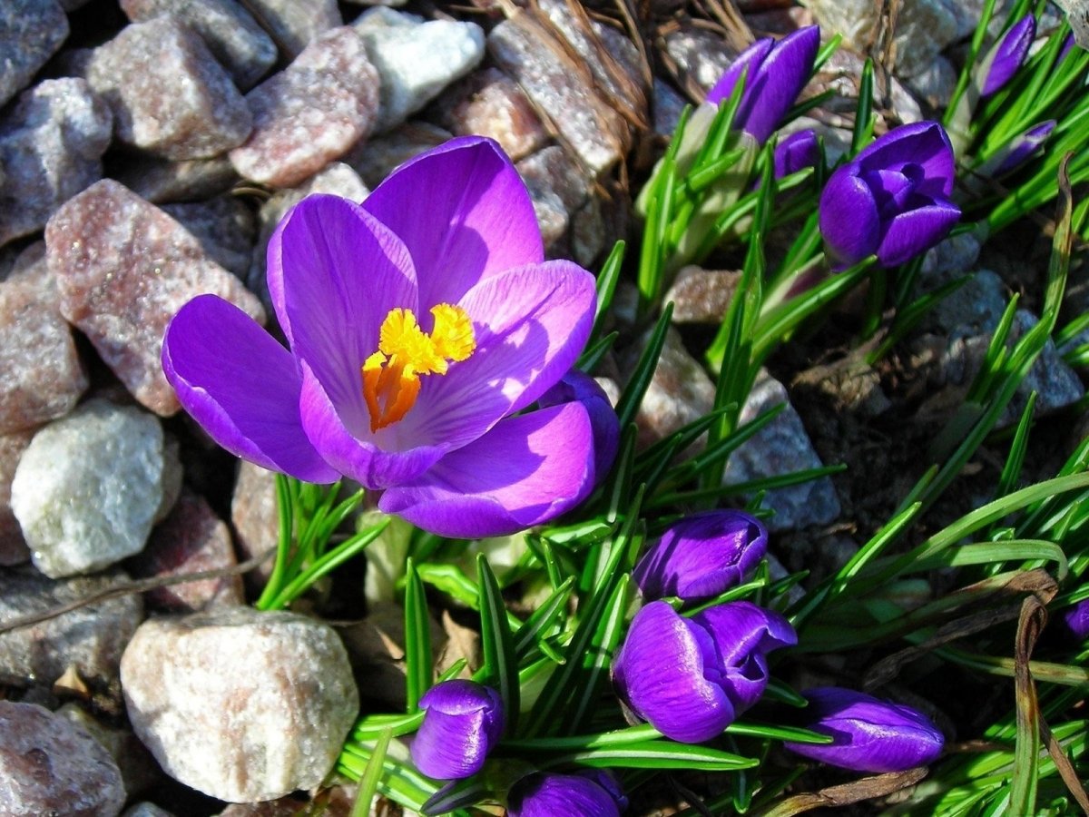 Цветы крокусы первоцветы