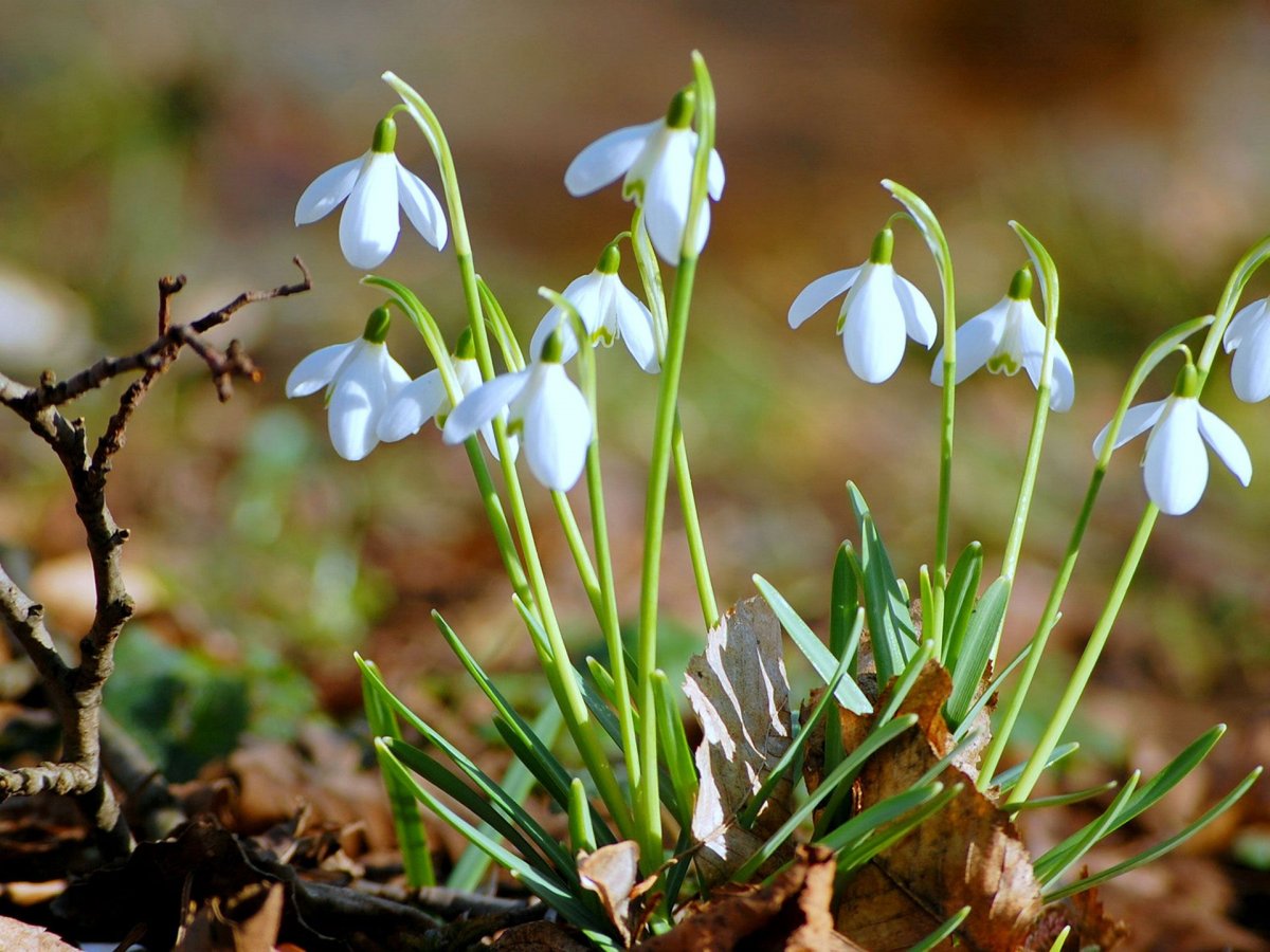 Подснежники Snowdrops
