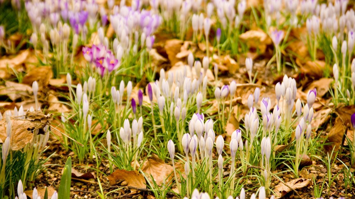 Заставка на рабочий стол первоцветы