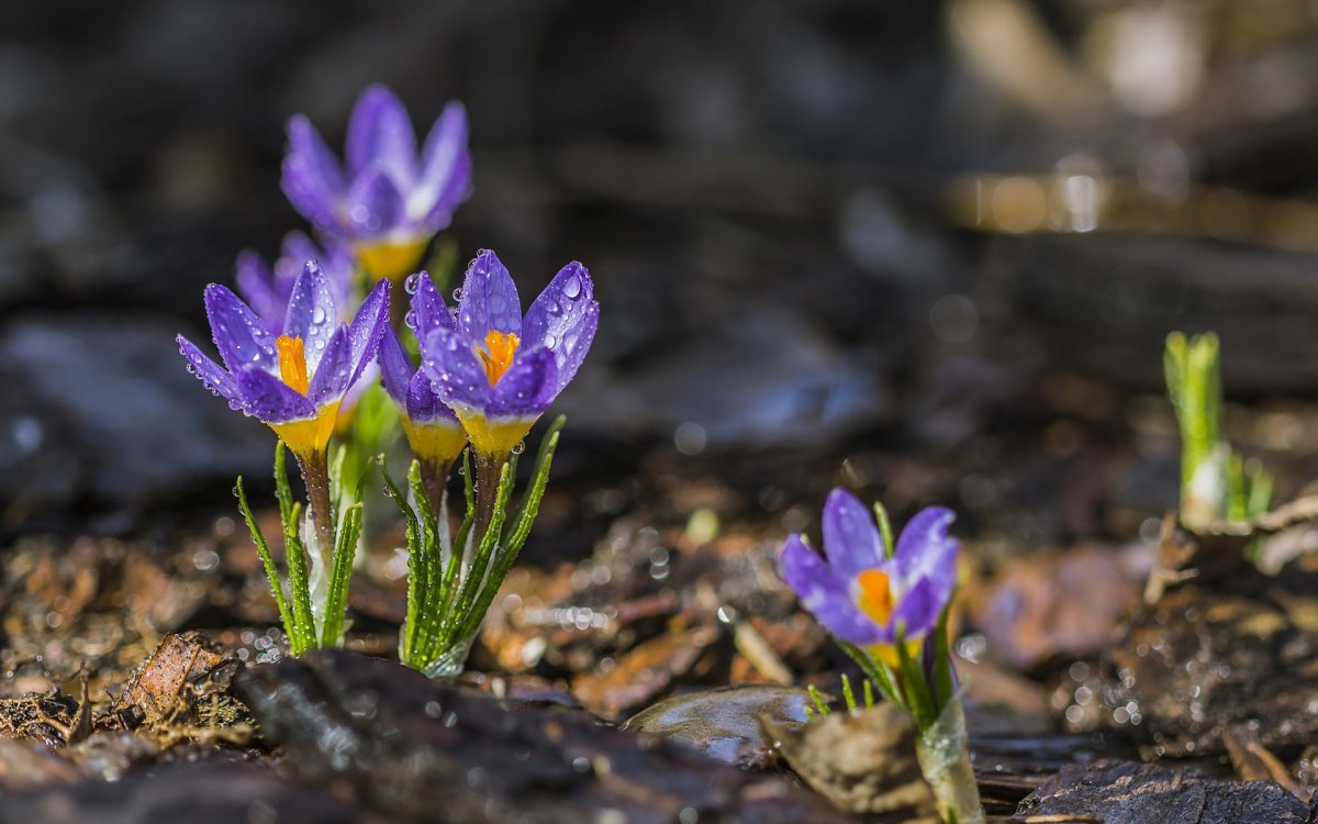 Первые цветы весны