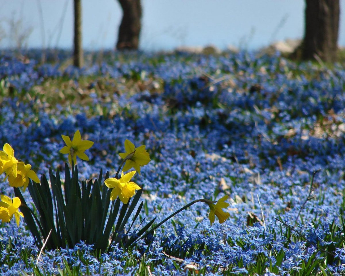 Поляна первоцветов