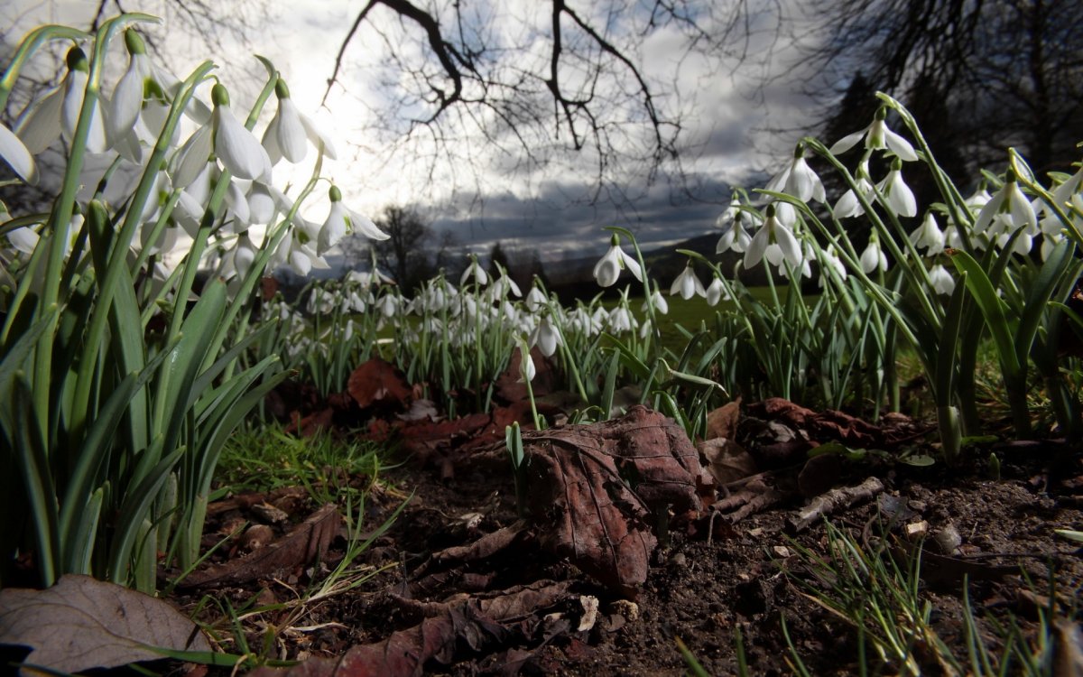 Подснежники Snowdrops