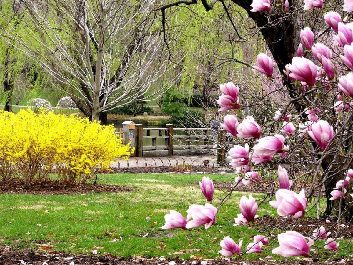 Весна природа