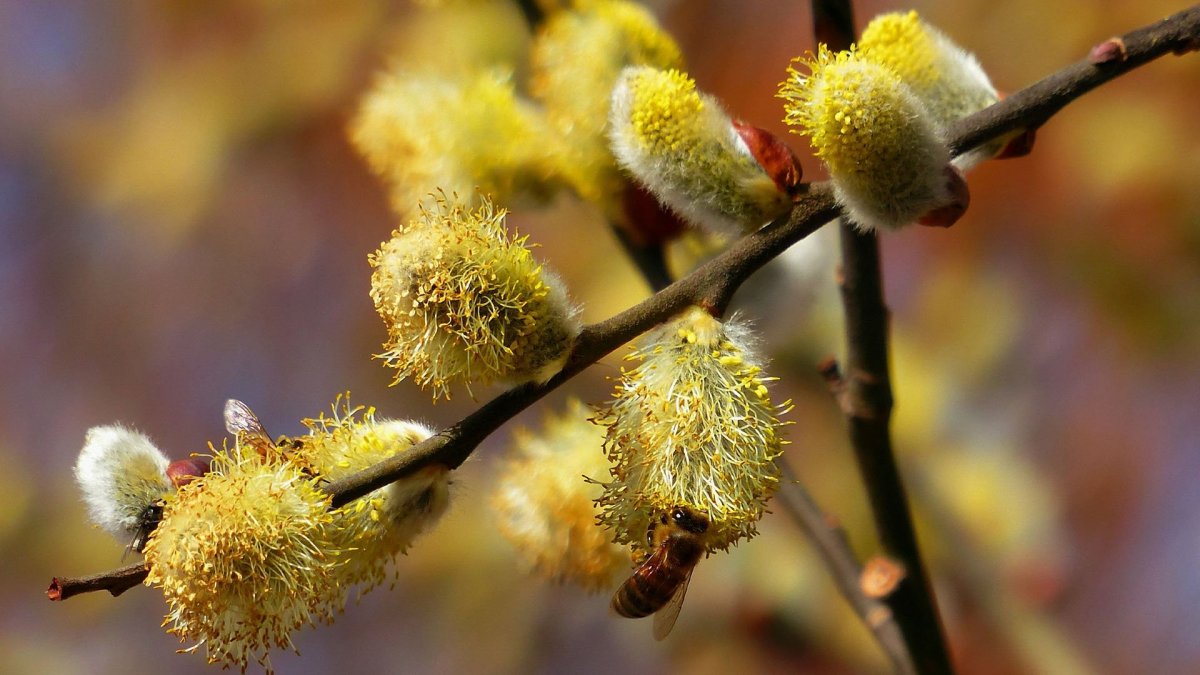 Ветка вербы