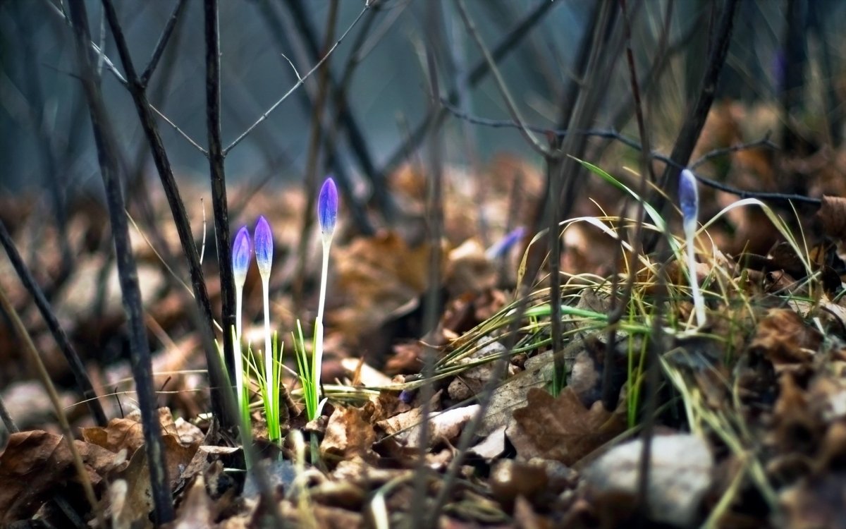 Март в лесу