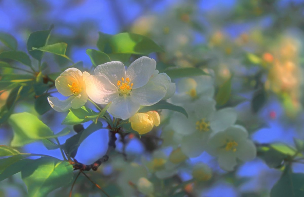 Красота и нежность природы
