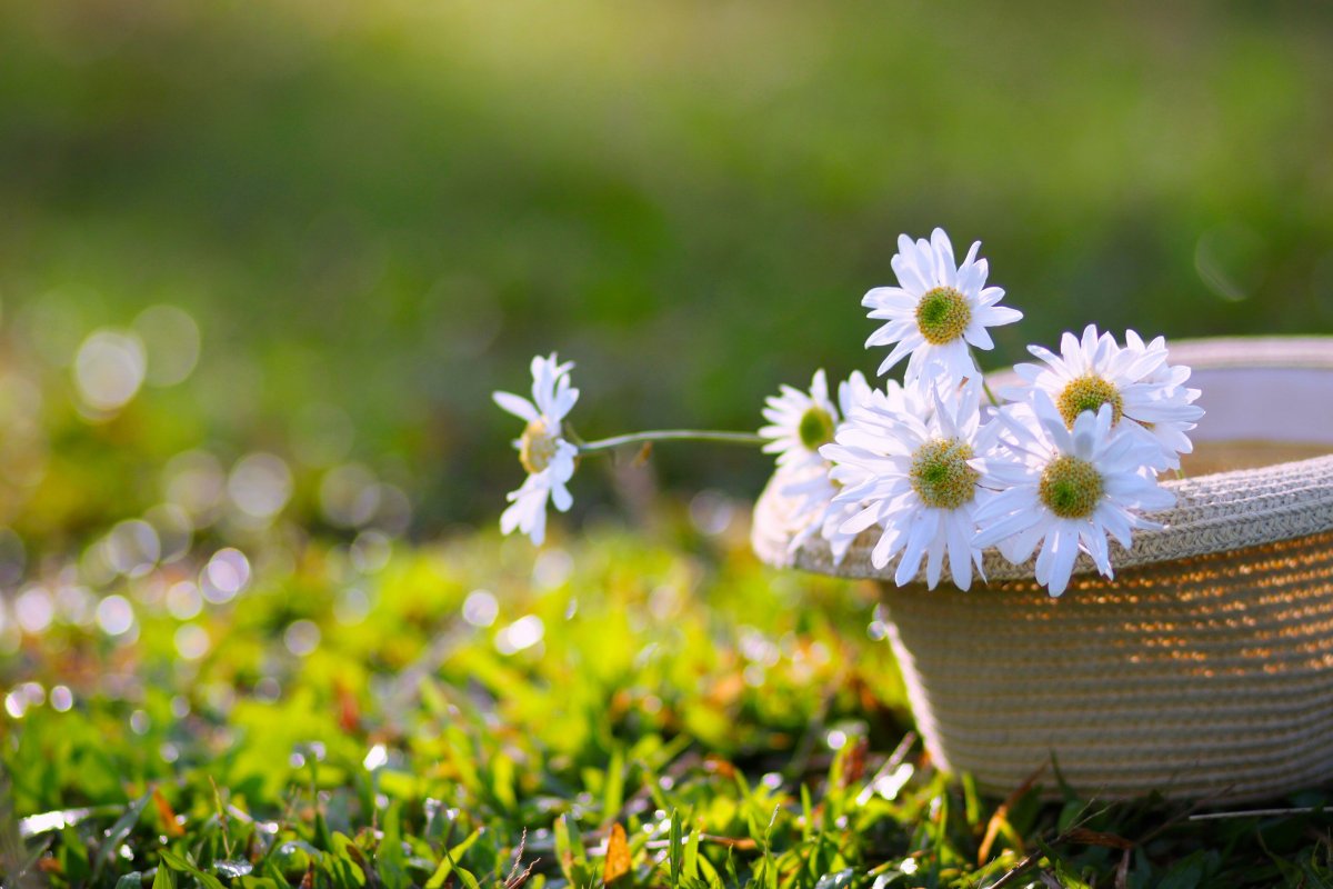 Позитивная Ромашка