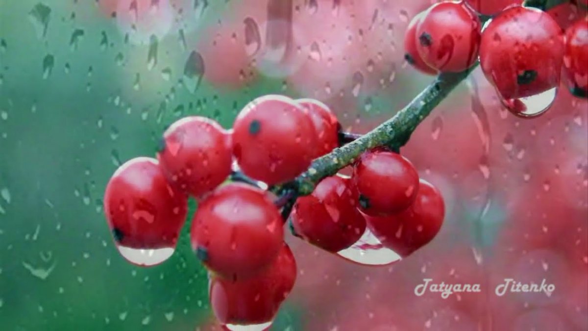 Полевые цветы после дождя