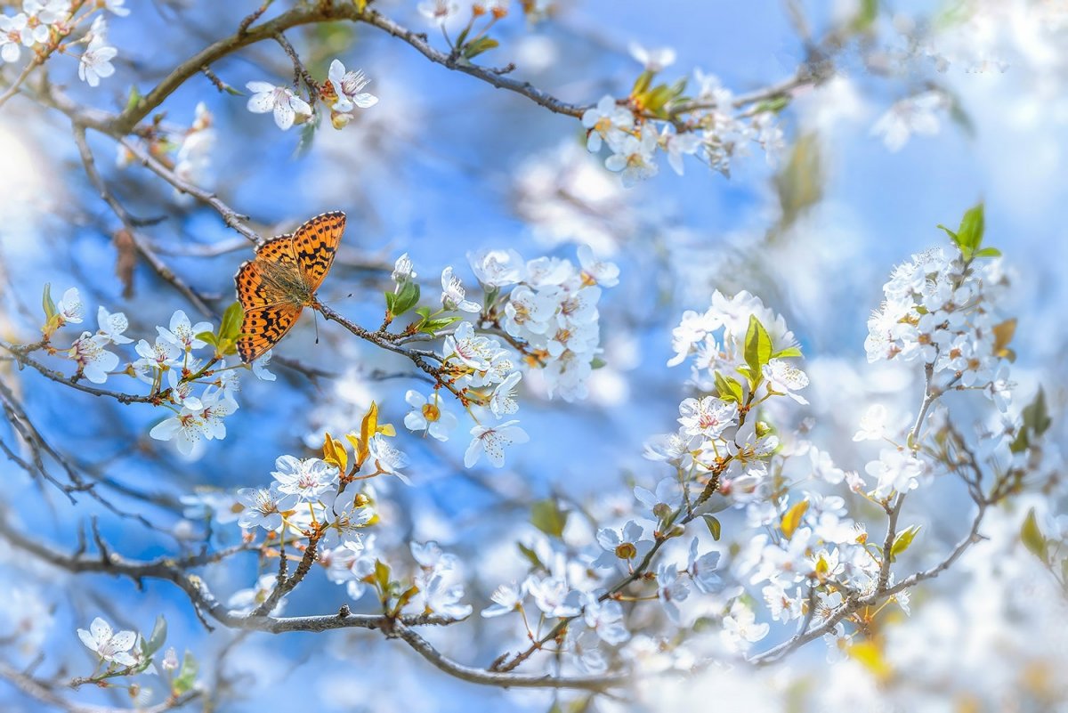 Весны прекрасные мгновения