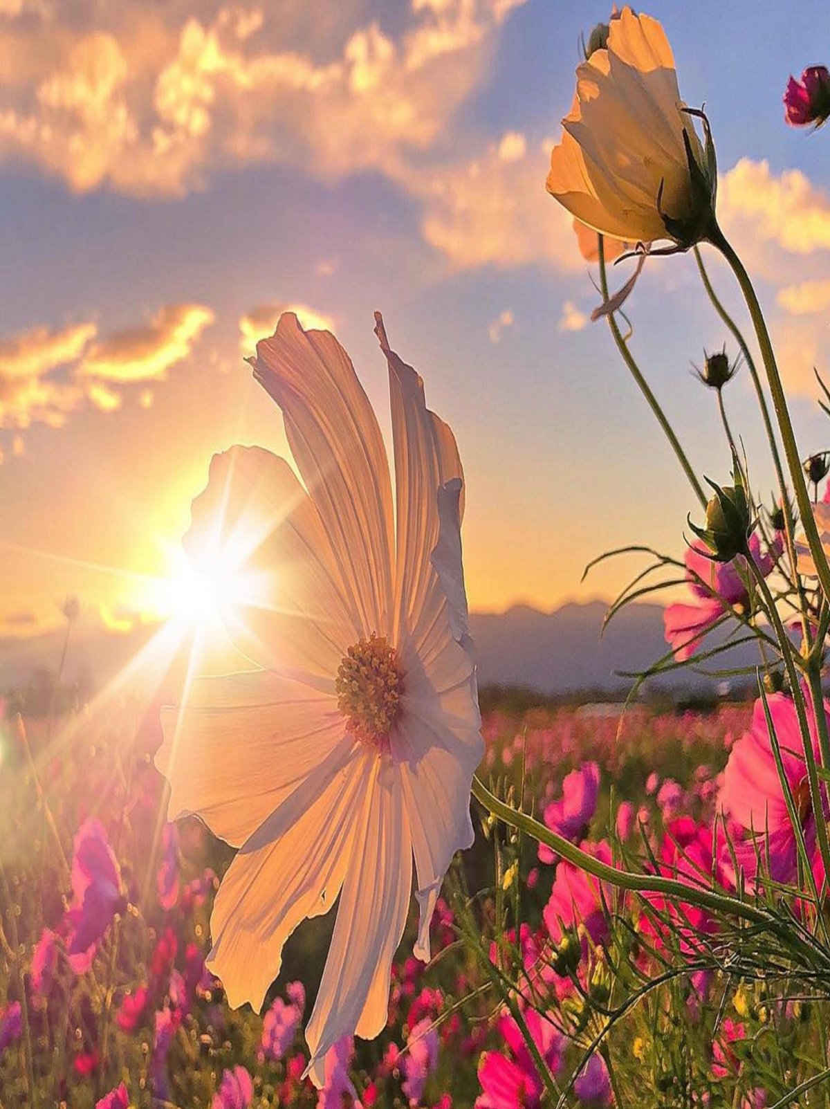 Солнце природа радость