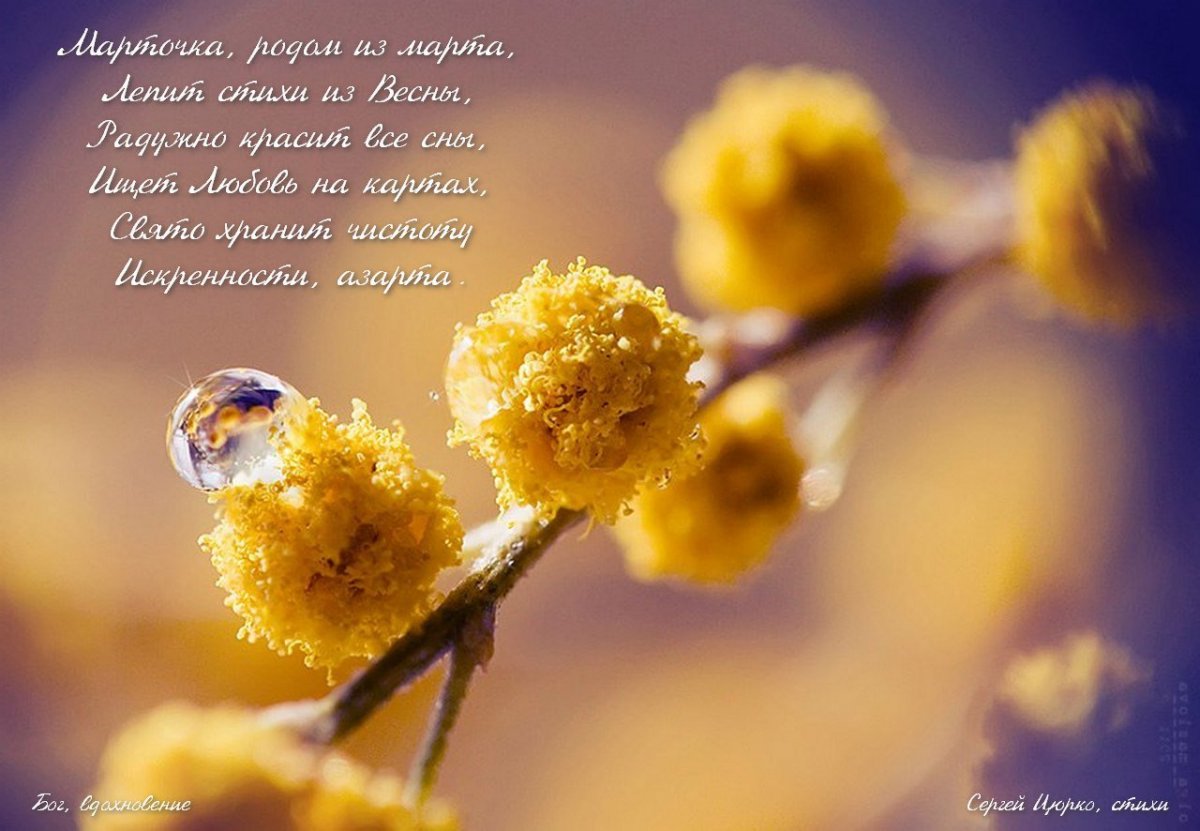 Мимоза солнце