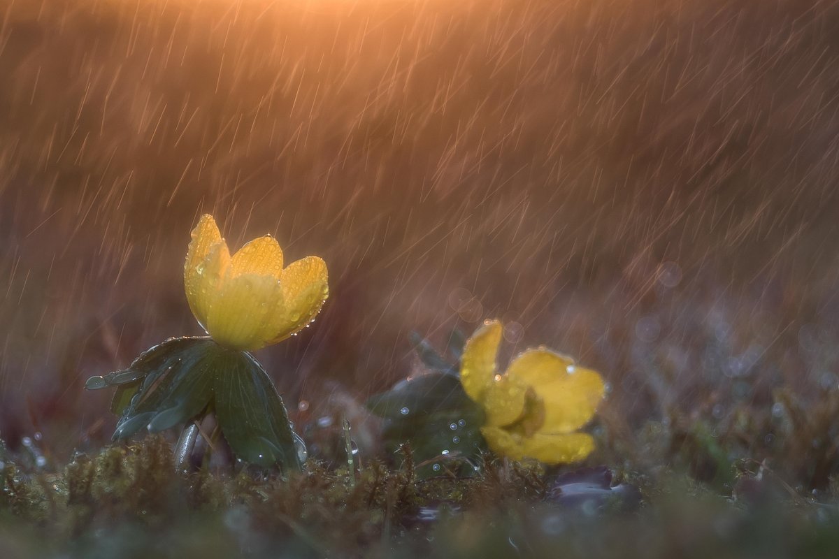 Весна в душе