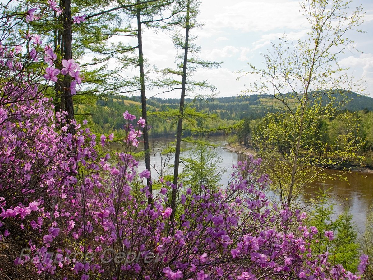 Забайкальский багульник (рододендрон Даурский)