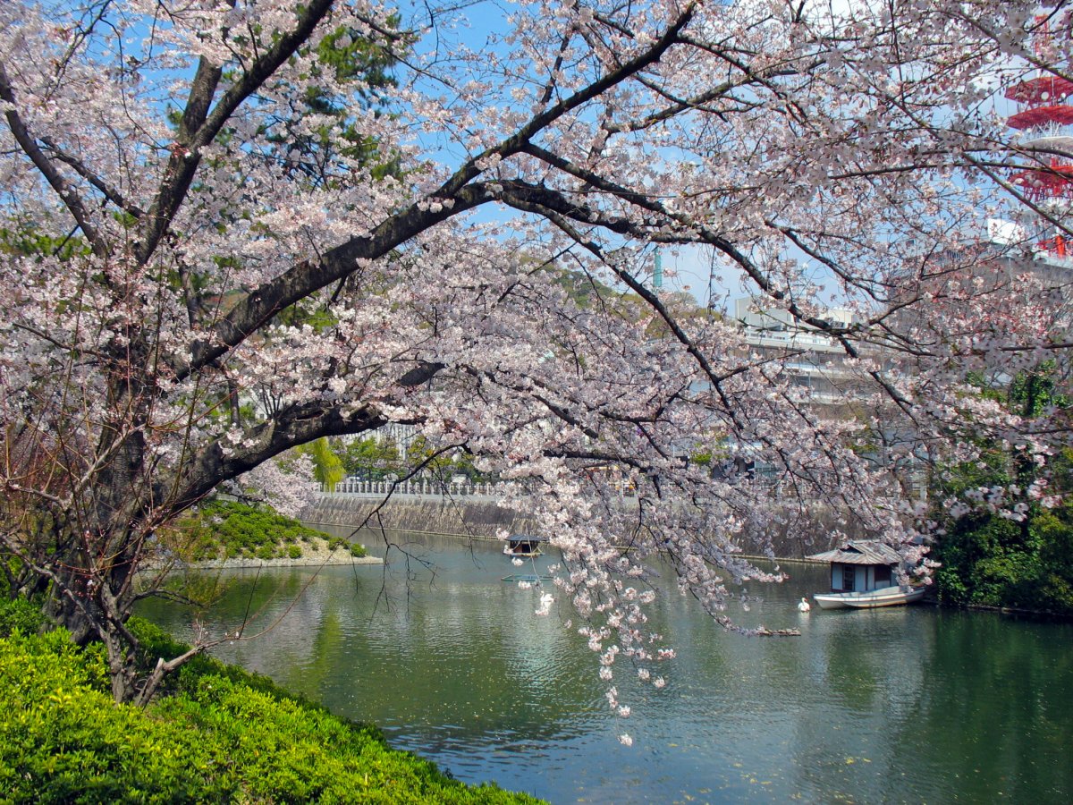 Природа Японии 4 класс