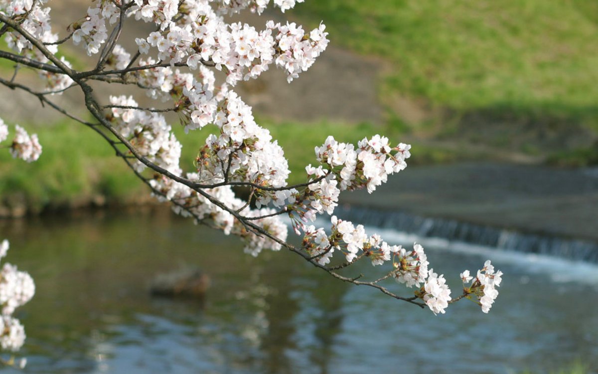 Цветущее дерево над водой