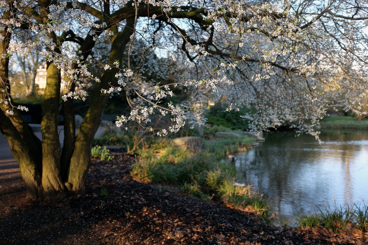 Американская Весна природа