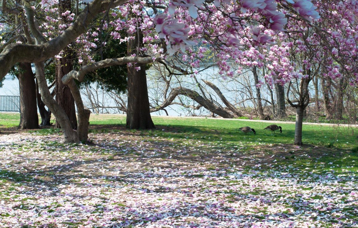 Деревья весной