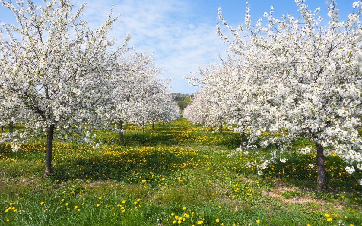 Цветущий Яблоневый сад весной