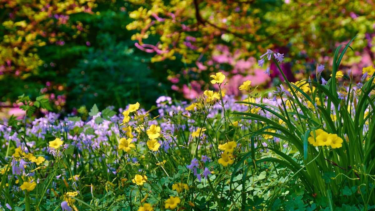 Летние цветы