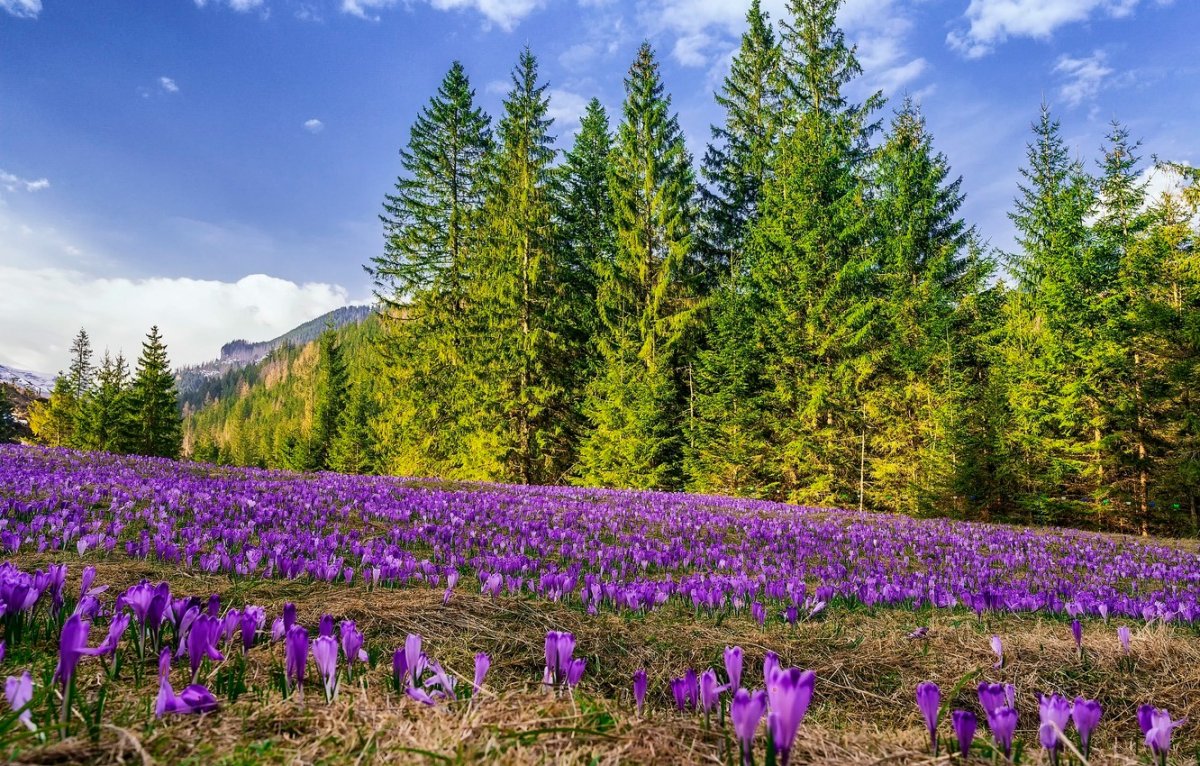 Природа Поляна с цветами