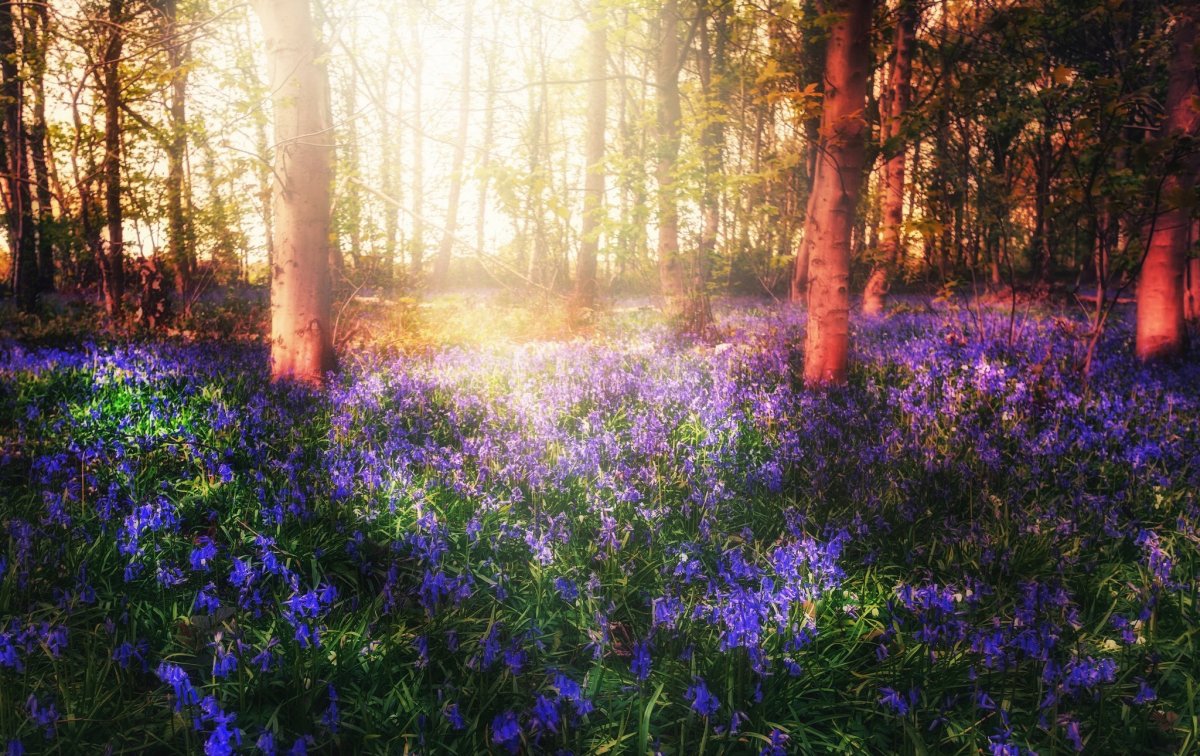 Поляна в лесу с цветами