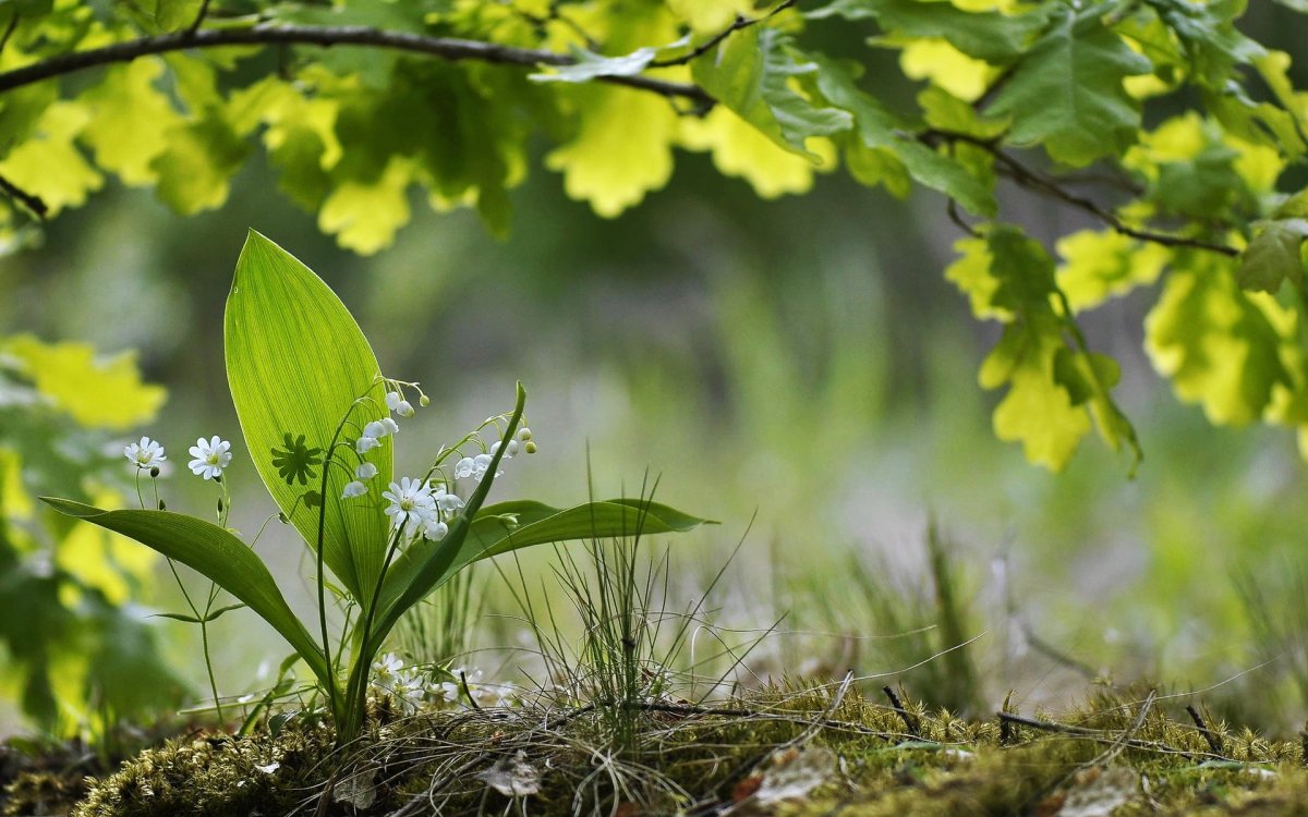 Первоцветы Лесные Ландыши