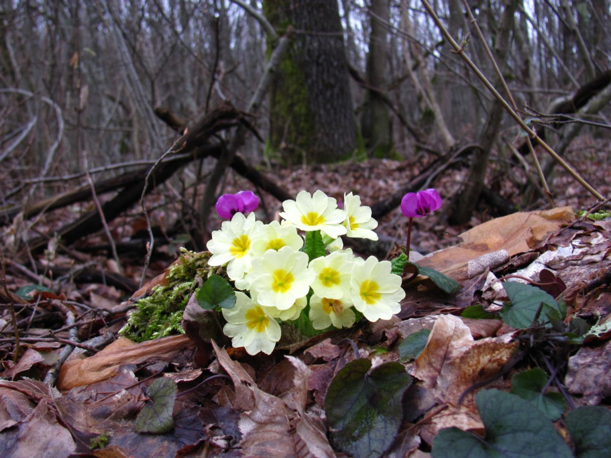 Лесные цветы первоцветы
